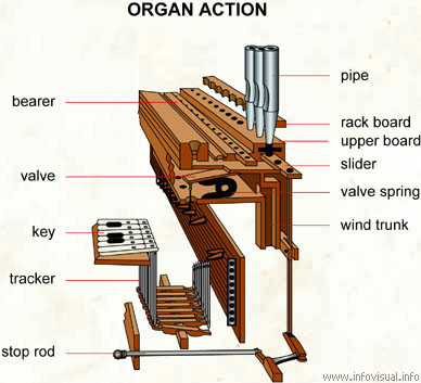 Organ action